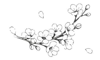 Fototapeta premium Cherry blossom flowers 