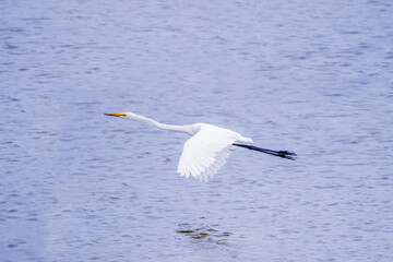 Wild birds in the mangrove forest.