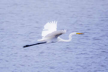 Wild birds in the mangrove forest.