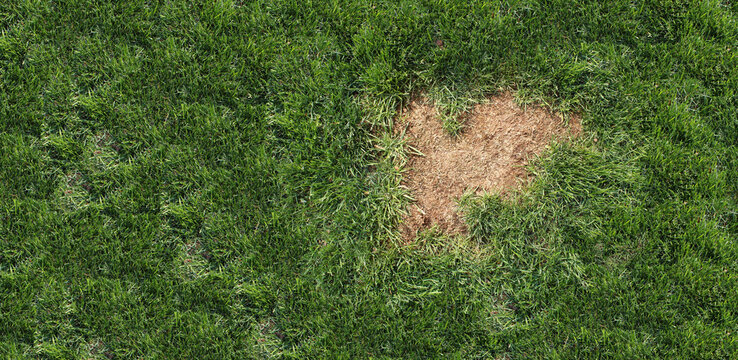 Lawn disease background showing landscaping problems and grass health issues such as grub or chinch larva damage to grass roots causing brown patches and drought stressed areas in turf as common lawn 