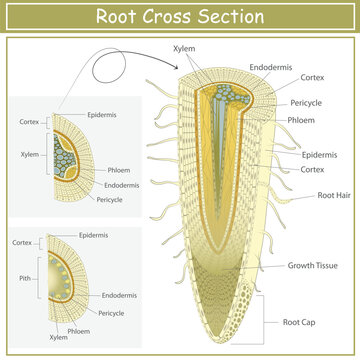 Labelled Root Cross Section Diagram Showing Xylem, Phloem, Cortex, Endodermis and Root Hair Anatomy.
