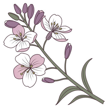 wallflower vector on white background