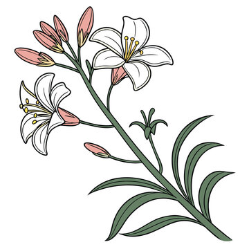 wallflower vector isolated