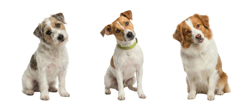 Adorables perros sentados con la cabeza inclinada, tres cachorros de diferentes razas, expresi&oacute;n curiosa y juguetona, fondo blanco, imagen PNG de mascotas