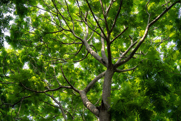 Sun piercing through the thick leaves of the tree inside the forest