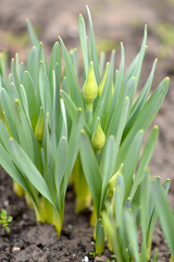 Fototapeta premium daffodils in stage of buds growing in the garden