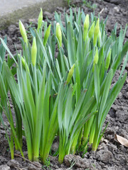 Fototapeta premium daffodils in stage of buds growing in the garden
