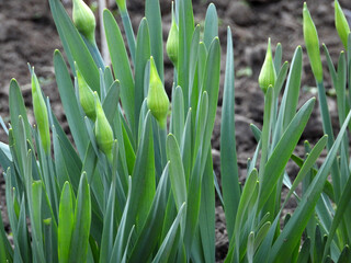 Fototapeta premium daffodils in stage of buds growing in the garden