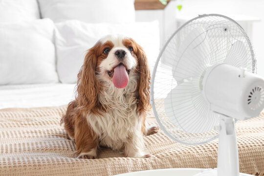 Funny dog and electric fan in bedroom