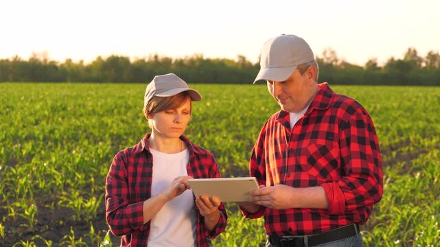 Man and woman agronomist colleague use digital tablet pc at sunny corn field closeup. Two farmer agricultural worker analyzing maize seedling harvest growth organic plant cultivation work as team