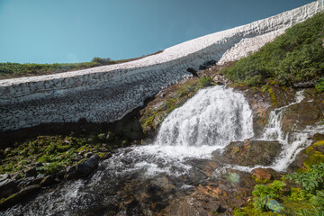 Big waterfall flows from mossy rock under snow cornice in sunny day. Green alpine scenery with pure mountain creek among wild lush flora in bright sun. Large river source under snowfield in sunlight. © Daniil