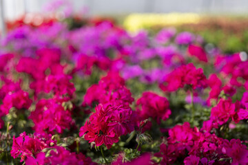 Obraz premium Vibrant field of pink petunia flower bloom in beautiful garden. floral background with fresh green leaf and purple blossom create cheerful and colorful display