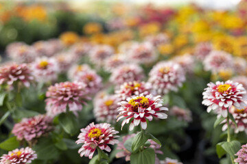Obraz premium Beautiful field of pink zinnia flower blooming in vibrant garden. fresh, natural, colorful blossom create cheerful feeling against blurred background