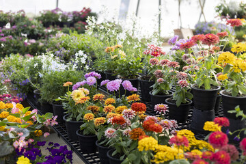 Vibrant colorful flower bloom in garden greenhouse. Many plant species in pot at nursery, ready for spring planting. beautiful and cheerful display of nature