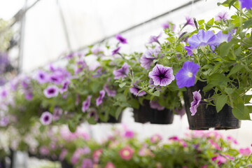 Cheerful row of hanging basket with purple petunia flower and plant in full bloom. beautiful floral display with green foliage creating vibrant feeling inside greenhouse