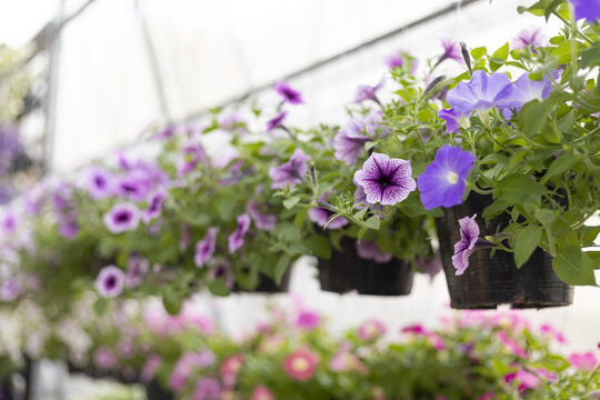 Cheerful row of hanging basket with purple petunia flower and plant in full bloom. beautiful floral display with green foliage creating vibrant feeling inside greenhouse