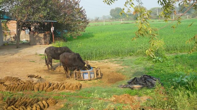 Young Black Buffaloes Eating Dry Fodder on Rural Farm &ndash; Livestock and Dairy Farming Concept 4K