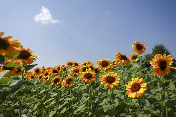 Vibrant yellow sunflower field blooming under clear blue summer sky with sun. Cheerful view of agriculture, growth, and beauty of nature on sunny day © CoreRock