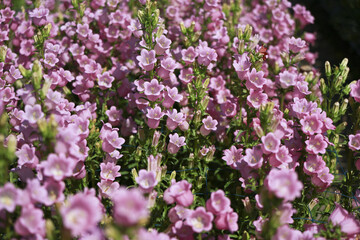 Fototapeta premium Beautiful close up of pink heather flowers blooming in spring garden. delicate plant and vibrant nature create peaceful and serene feeling on sunny day