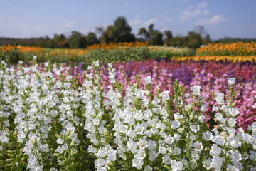 Beautiful and serene colorful flower field in summer landscape. vibrant garden with many blooming plants under blue sky creates peaceful nature background