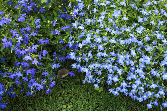 Vibrant blue lobelia flower bed with natural light blue and purple blossom. beautiful serene garden background blooming during summer with lush green foliage and plant