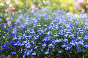 Obraz premium Beautiful vibrant blue lobelia flower blooming in summer garden. peaceful nature background with soft focus showing delicate floral beauty of small plant