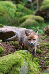 Obraz premium portrait animal adorable red fox cub (vulpes vulpes) in spring forest 