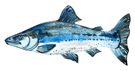 Salmon sea fish nerka watercolor illustration  © AineGing