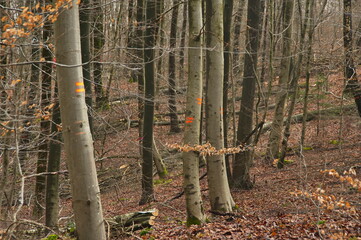 Marked trees in a German forest scheduled for logging, showing forestry management with painted trunks of beech and oak trees, sustainable wood harvesting, forest planning, and environmental land use. © Thomas