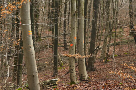 Marked trees in a German forest scheduled for logging, showing forestry management with painted trunks of beech and oak trees, sustainable wood harvesting, forest planning, and environmental land use.