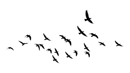Fototapeta premium A flock of birds flying in a v-formation against a white background. Vector