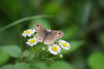 Obraz premium A Ringlet or Five-ring butterfly, resting on Bellis perennis flowers.