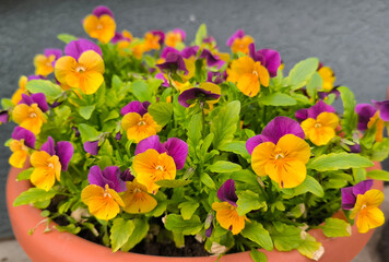 Obraz premium colorful pansies in blossom in the flowerpot