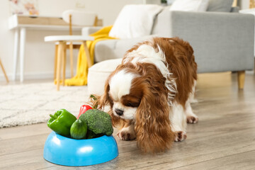 Cute cavalier King Charles spaniel with fresh vegetables in feeding bowl at home