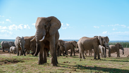 Obraz premium Majestic elephants roam freely in Addo Elephant Park, South Africa during a vibrant afternoon