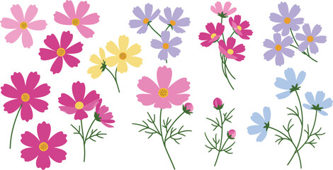 Colorful illustration of various cosmos flowers in pink purple yellow and blue on white background