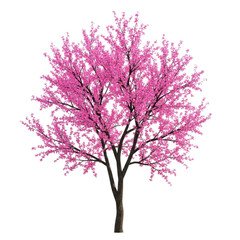 A beautiful pink blossoming tree against a white background isolated on transparent background