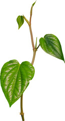 Fototapeta premium Vine plant, Betel leaves, Green leaves.