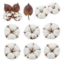 Assorted leaves and cotton bolls displayed on a white background isolated on transparent background