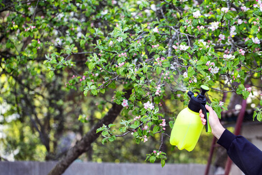 Person hand spraying blooming apple tree branch with garden sprayer liquid protecting delicate flowers and fresh green leaves against pests and disease during vibrant spring season