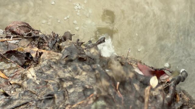 Muddy water flows steadily past a riverbank layered with wet leaves and tangled roots. The moving current laps against the debris, creating soft sloshing and gurgling sounds.