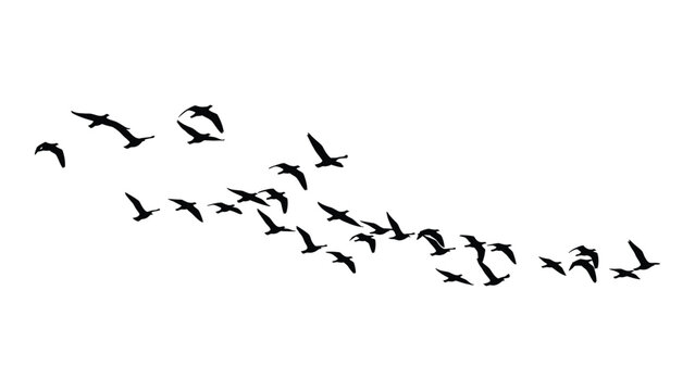 A flock of birds flying in a v-formation against a white background Vector