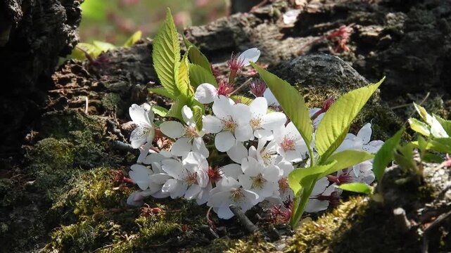 [4K] Do-zaki Sakura in Hirosaki Park: Cherry Blossoms Blooming from Tree Trunk, Symbol of Vitality in Spring 【4K】弘前公園の胴咲き桜：古い木の幹に咲く可憐な桜の花。老木の生命力と日本の春を感じる風景素材  撮影日：20250508-1