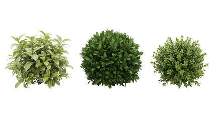 Obraz premium Three lush green shrubs with dense foliage isolated on transparent background