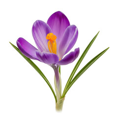 Fototapeta premium A vibrant crocus flower blooming in a lush green meadow during springtime isolated on transparent background