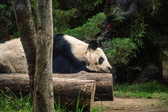Panda gigante descansando sobre troncos en recinto de zool&oacute;gico

