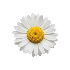 A close-up view of a delicate white daisy with a vibrant yellow center isolated on transparent background