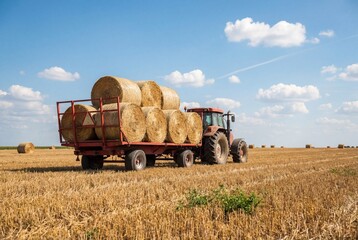 Obraz premium Red tractor pulling a trailer loaded with round hay bales across a dry harvested field in summer
