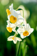 冬の終わりに咲き誇る鮮やかな水仙の花のクローズアップ