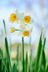 ローアングルで捉えた青空に映える水仙の花